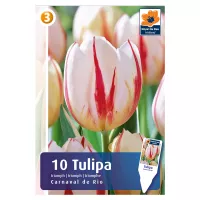 Royal De Ree Holland tulipán virághagyma Carnaval De Rio (10db/csomag)